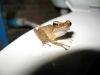 Koh Lipe -  Bathroom frog. yes he\'s on the toilet seat