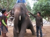 Chiang Mai - Baan Chang elephant sanctuary